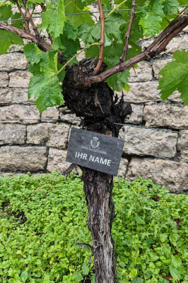 Bild von SYRAH-REBPATENSCHAFT am Mundelsheimer Käsberg